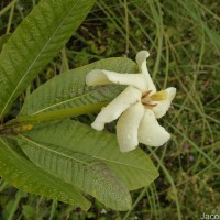 Gardenia fosbergii Tirveng.